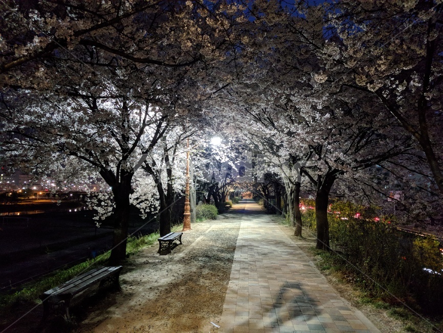 벚꽃,outdoors,옥외,자연,scenery,풍경