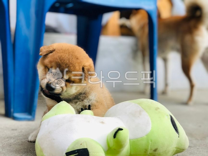 시바견,pet,animal,반려견,애완동물,강아지,dog,동물,animal,개,강아지,dog,doggy