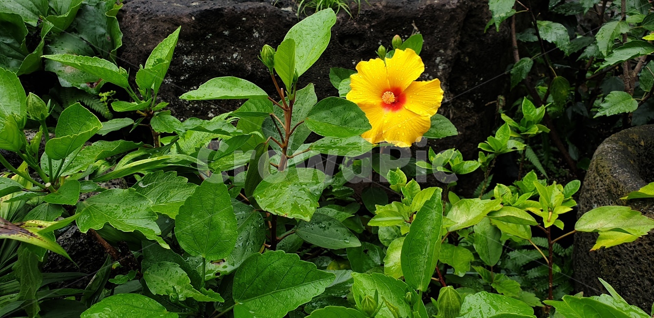 식물,plant,flower,꽃,협죽도,알라만다,식물,자연,plants,nature,꽃,flower