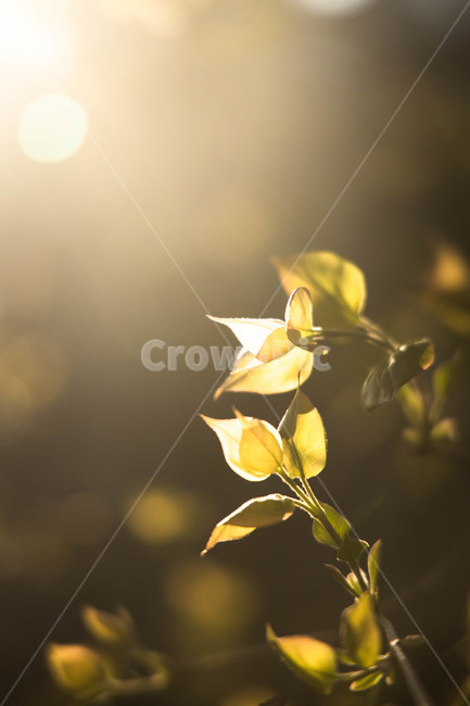 햇빛,잎,나무,초록색,초록,실루엣,sunlight,leaf,green,싱그러움,식물,자연,plants,nature,휴식,힐링,rest,relaxation,healing