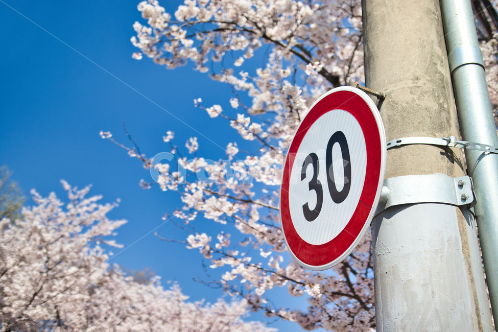 벚꽃,표지판,봄,하늘,꽃,봄,계절,spring,season,plant,식물,sign,기호,road sign,도로 표지판