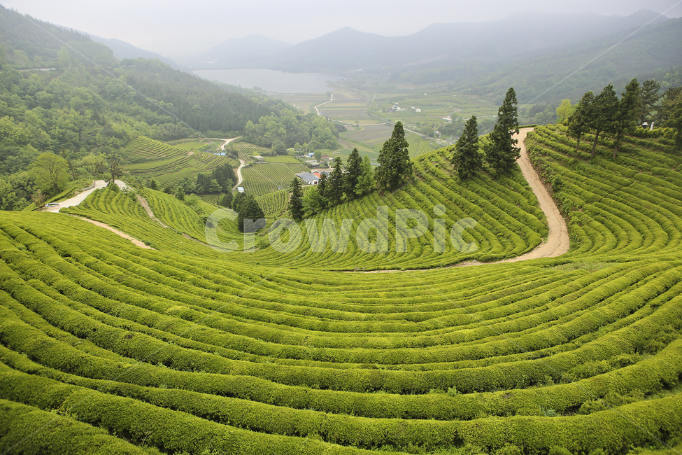 보성,녹차밭,봄,녹차,배경,자연,자연,풍경,nature,landscape,한국자연풍경,한국자연경관,korea nature landscape,outdoors,옥외,field,들,grassland,목초지