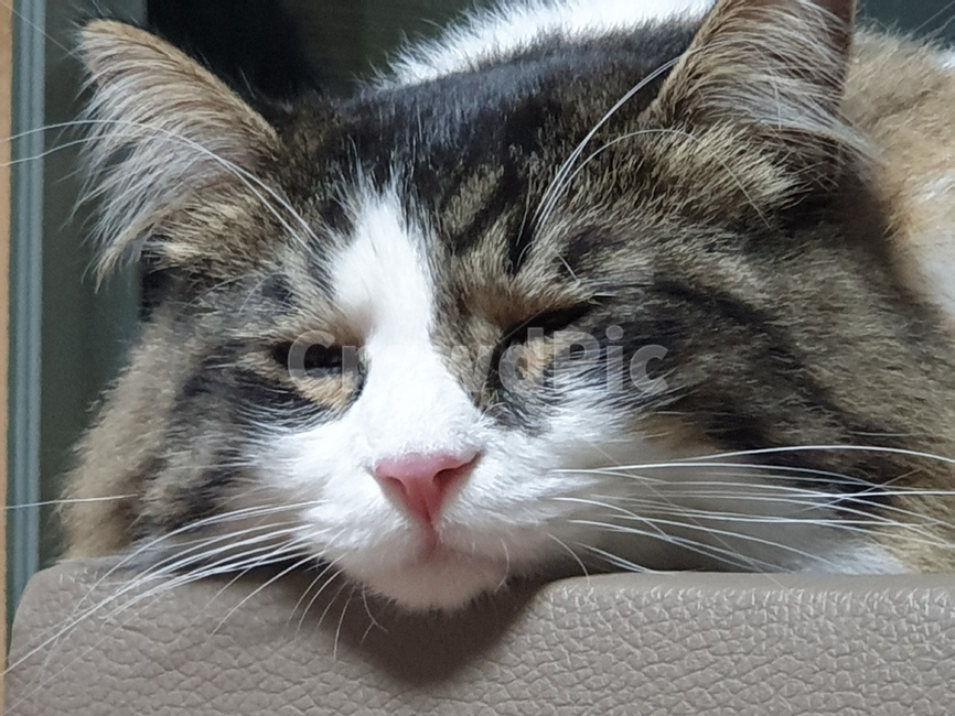 잠자는고양이,고양이,노르웨이숲,야옹이,양양이,동물,animal,포유류,mammal,고양이,cat,kitten,kitty