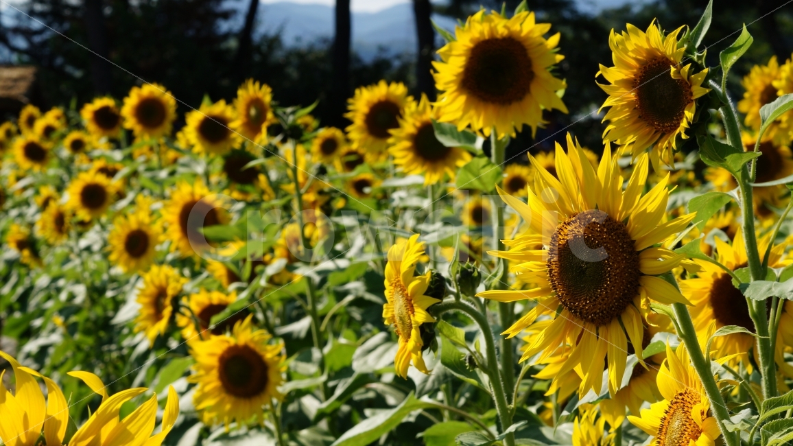 해바라기,해바라기축제,가을,꽃,식물,여름,계절,summer,season,식물,자연,plants,nature,꽃,flower,plant,blossom