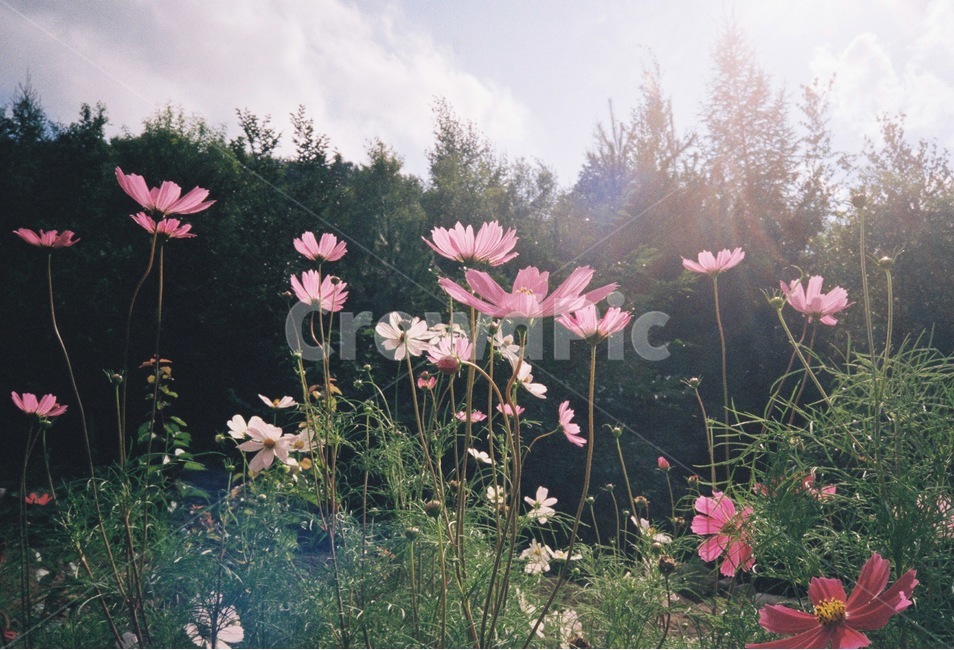 가을,코스모스,꽃,필름사진,식물,plant,식물,자연,plants,nature,꽃,flower