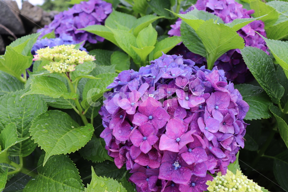 식물,수국,꽃,여름꽃,flower,hydrangea,식물,자연,plants,nature,꽃,flower