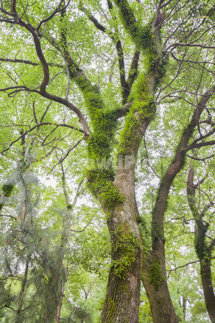 나무,자연,이끼,그린,nature,plants,식물