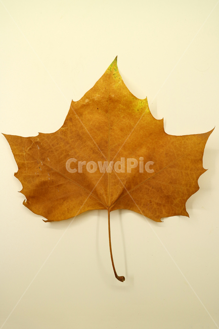 낙엽,가을,나뭇잎,잎,잎사귀,계절,식물,자연,낙엽잎,fallenleaves,deadleaves,오브젝트,누끼,가을낙엽,가을,계절,fall,autumn,season,leaf,plant,tree,나무