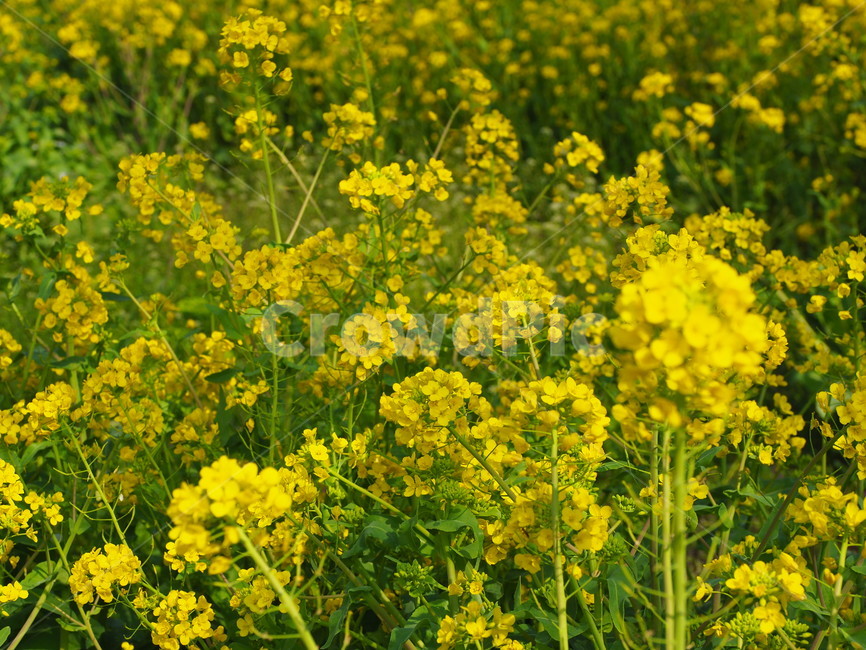 봄,유체꽃,노란색,맑음,밝음,spring,봄,계절,spring,season,식물,자연,plants,nature,꽃,flower