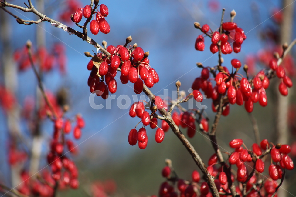 산수유,열매,빨강,가을,japanesecorneliancherry,식물,자연,plants,nature,과일,열매,fruit