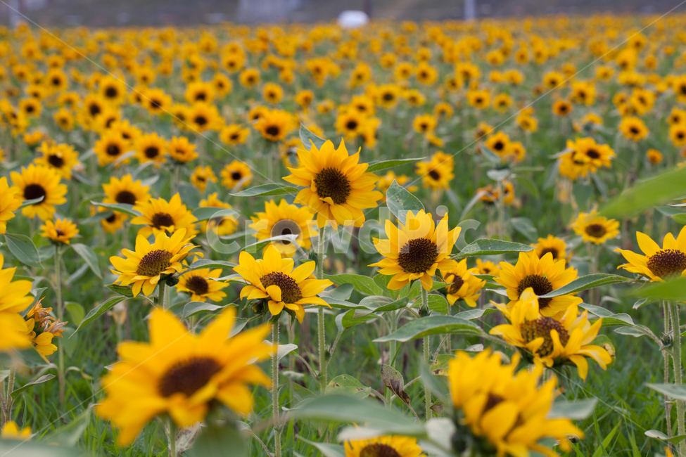 꽃,해바라기,자연,풍경,식물,식물,자연,plants,nature,꽃,flower