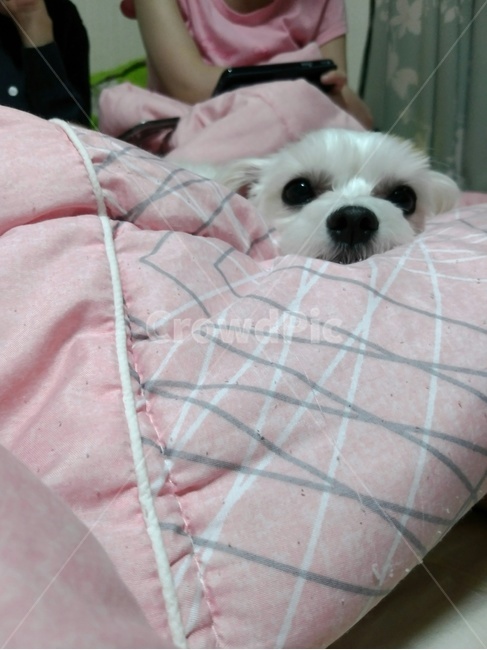 강아지,몰티즈,말티즈,반려동물,귀여운강아지,애완견,댕댕이,멍멍이