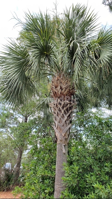 야자수,나무,여름,바다,초록색,식물,자연,야자,나뭇잎,tree,nature