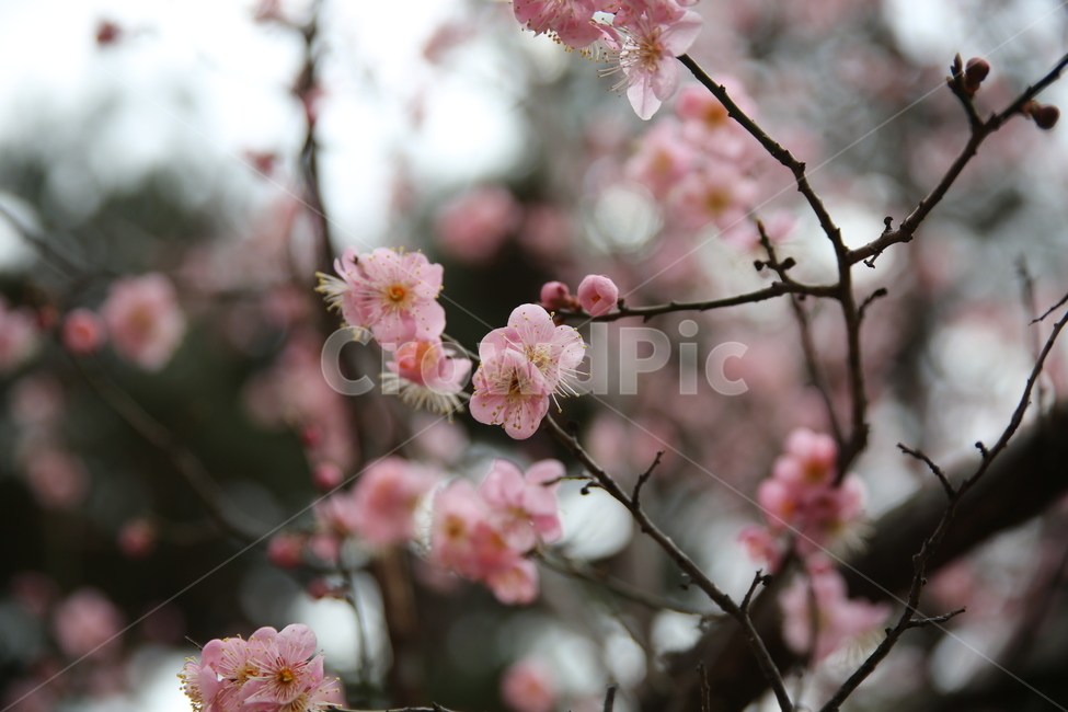 봄,매화,분홍,아름다움,꽃,꽃봉오리,꽃봉우리,봄,계절,spring,season,식물,자연,plants,nature,꽃,flower,plant,blossom