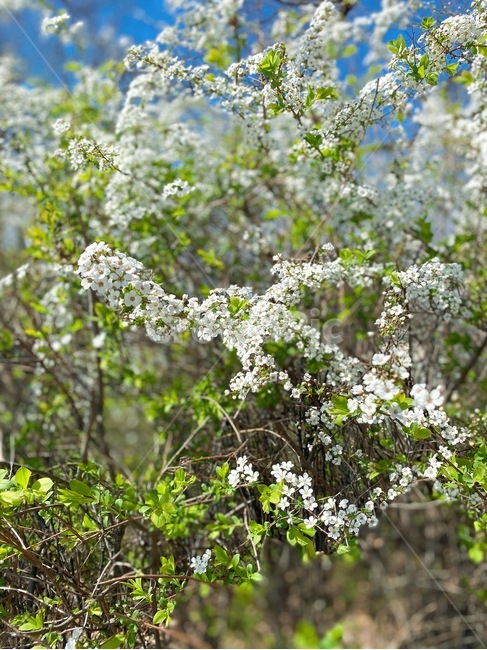 plant,식물,green,꽃,flower,mini,자연,산속