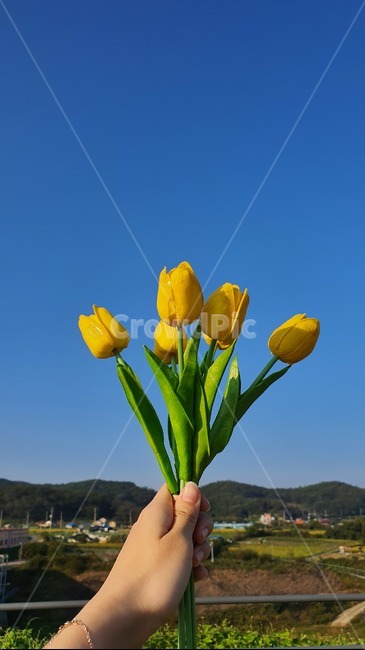 식물,꽃,튤립,손,human,인간,person,사람,flower,plant