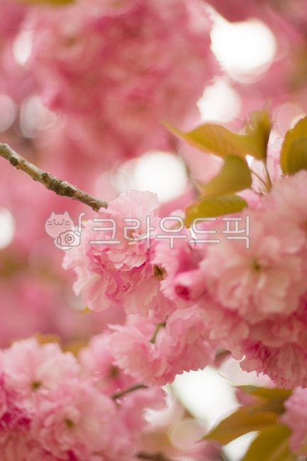 꽃,벚꽃,벚나무,flower,cherryblossom,겹벚꽃,cherrytree,자연,nature,봄,spring,식물,배경화면,감성사진,pink,분홍