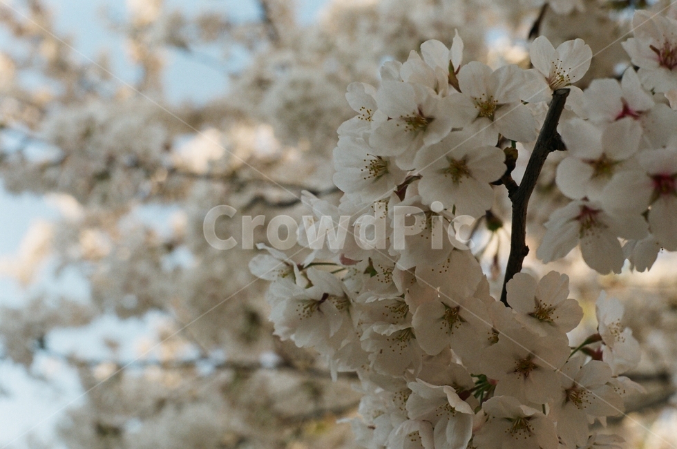 cherryblossom,벚꽃,plant,flower,blossom,꽃,식물
