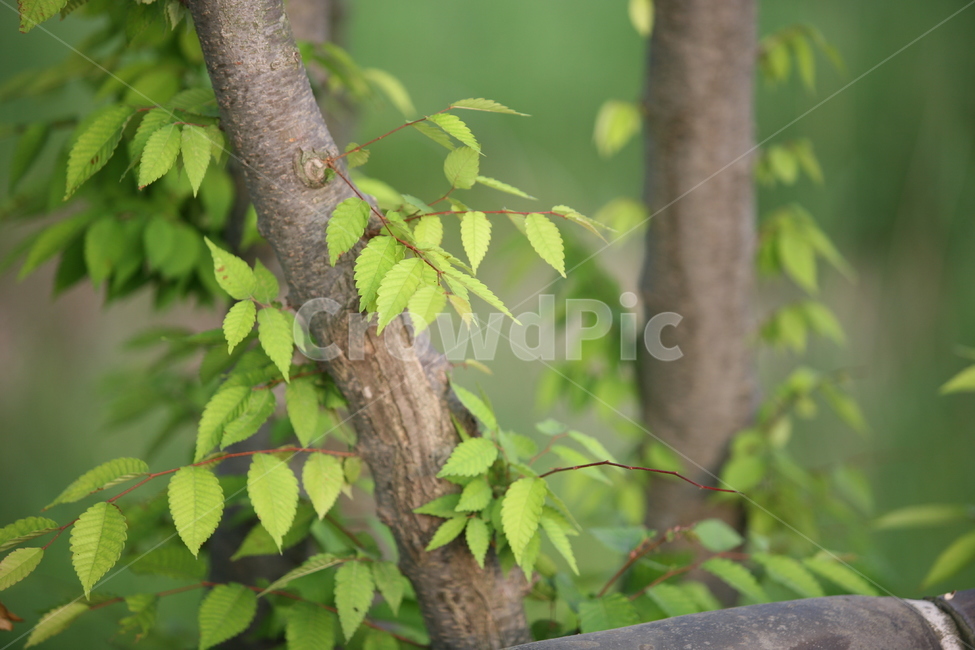 나뭇잎,나무,forest,green,여름,식물,자연,plants,nature