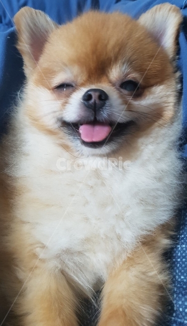 개,dog,puppy,강아지,동물,동물,animal,포유류,mammal,개,강아지,dog,doggy