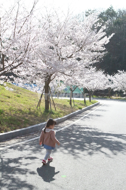 벚꽃,벗꽃길,봄나들이,봄꽃,벚꽃산책