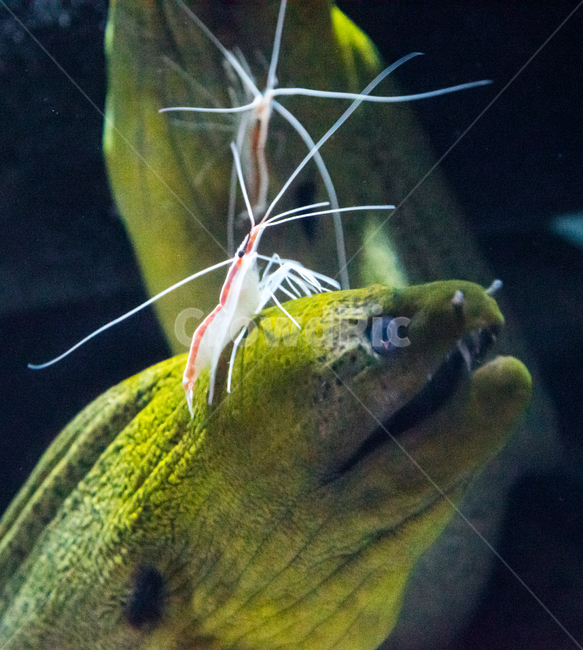 클리너새우,새우,해수어,아쿠아리움,수족관,동물,animal,어류,물고기,fish