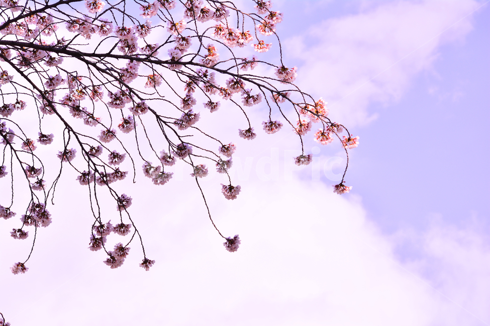 벚꽃,붐꽃,벚꽃축제,공원,시즌,계절,백그라운드,배경,바탕,spring,season,flowers,나무꽃,분홍색꽃,핑크색,pink,아름다운,화사한,화려한,예쁜,beautiful,background,3월,4월,꽃축제,체리블라썸,절정,만발,봄,계절,spring,season,자연,풍경,nature,landscape,plant,식물,blossom,꽃,flower