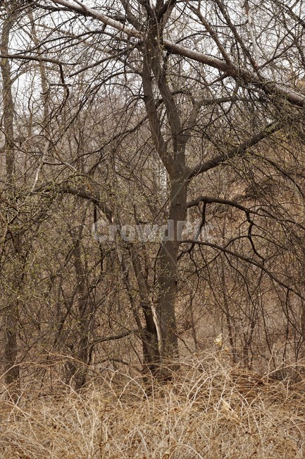산행,식물,자연,초봄,계절,풍경,landscape,nature,나무,낙엽,나무가지,trees,desolation,solitary,fallenleaves,brown,branches,자연,풍경,nature,landscape,tree,plant,tree trunk,나무 줄기