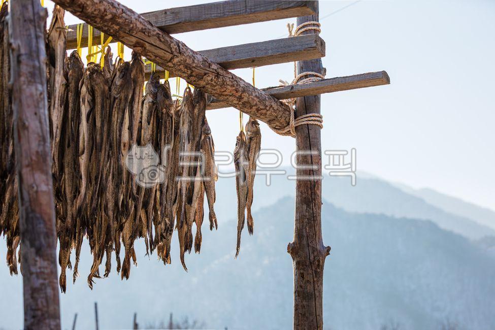 황태덕장,겨울바람,겨울,바람,말린,명태,황태,덕장,강원도,추운,날씨,말린거,말리는,건어물,황태포,황태포무침,황태국,황태찜,황태불고기,황태채,고단백,단백질,겨울식품,식품,대구과,생선,물고기,북태평양,야외,따뜻한,햇살,하늘,산,배경,winter,wind,dried,pollack,cold,protein,winterfood,food,gadidae,fish,outdoor,weather,warm,sunlight,driedpollack,theragrachalcogramma,alaskapollock,walleyepollock,gaduschalcogrammus,sky