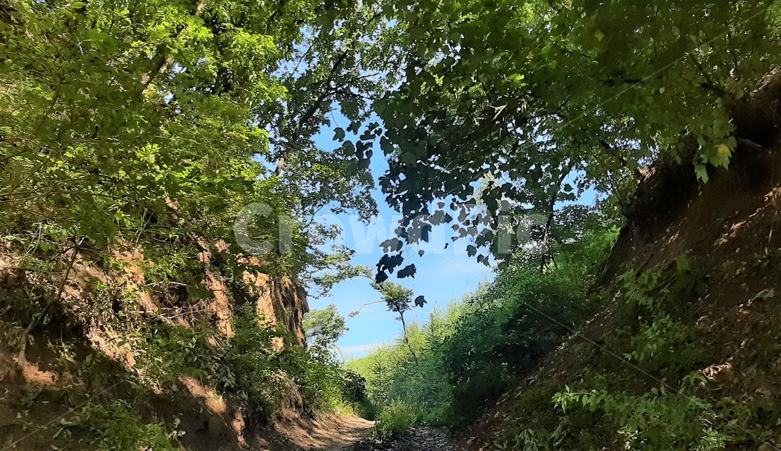 자연,숲,나무,산,초록,nature,forest,tree,mountain,하늘,sky,green