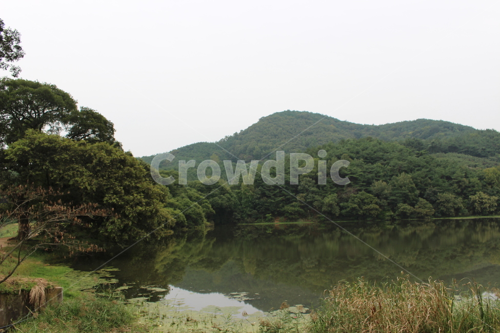 반곡지,나무,nature,자연,outdoors,water,물,자연,풍경,nature,landscape