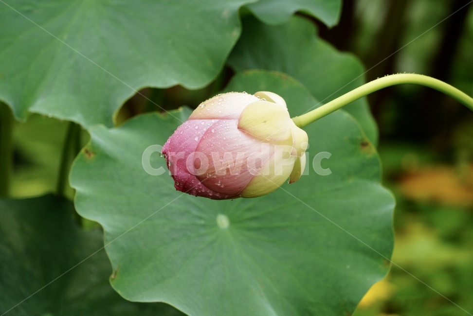 꽃,여름,자연,연꽃,식물,flower,nature,plants,summer,식물,자연,plants,nature