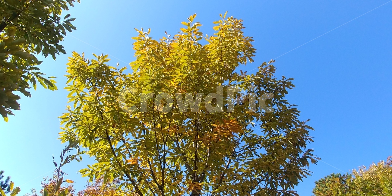 굴참나무,굴참나무단풍,가을풍경,참나무,자연,가을,계절,fall,autumn,season,leaf,잎,plant,식물,tree,나무