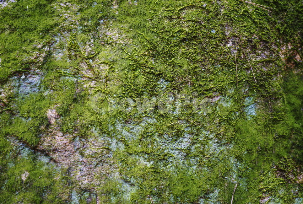 습기,이끼,푸른색,솥잎,차거움,산중,식물,자연,plants,nature,텍스처,질감,패턴,texture,pattern