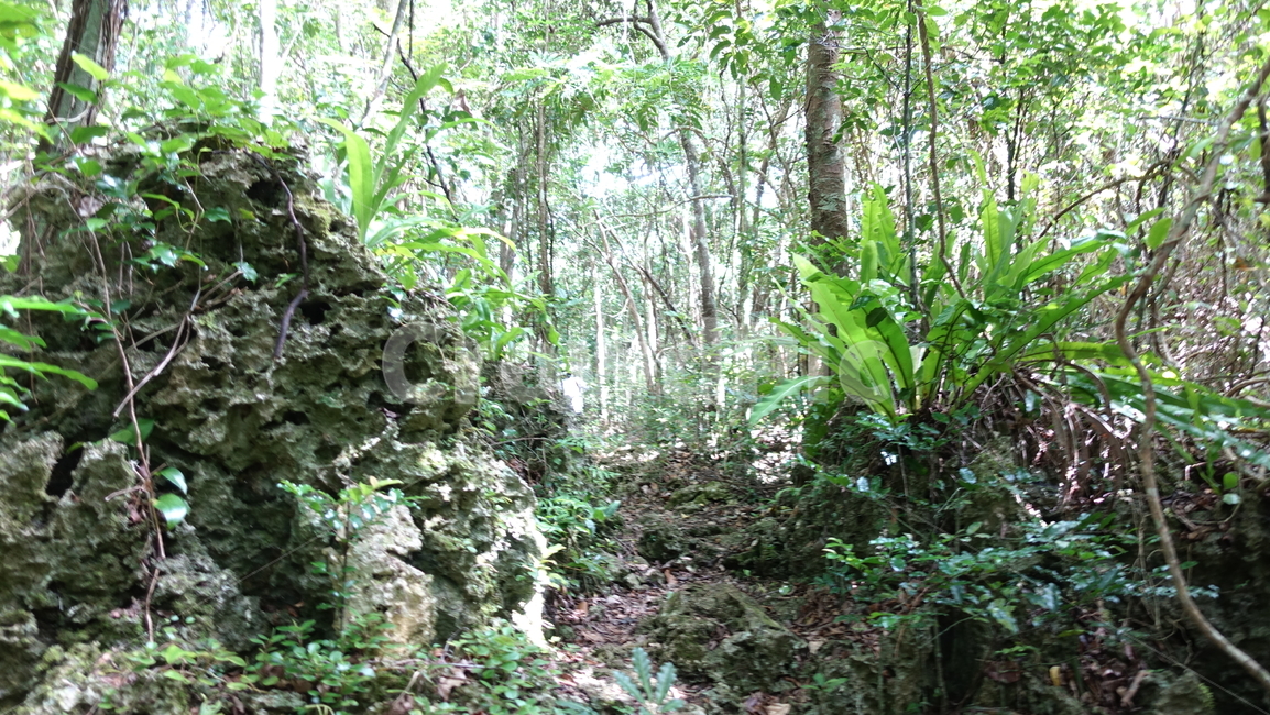 자연,nature,green,초록,plant,밀림,rainforest,열대우림,숲,forest,정글,jungle
