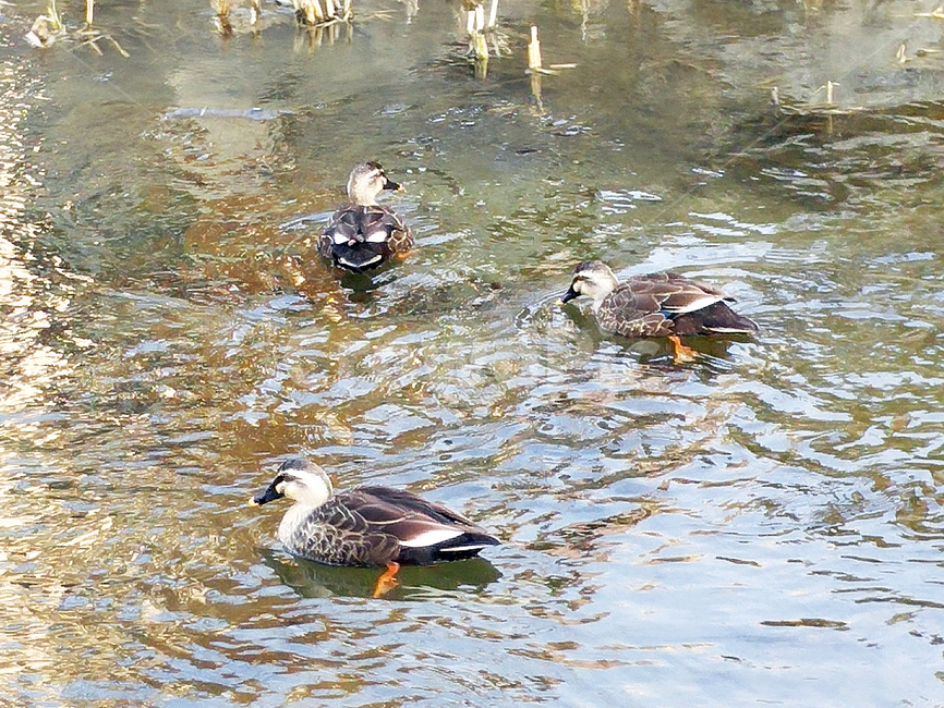 천,오리,청둥오리,흐르는물,힐링,천연기념물,철새,물오리,birds,mallardduck,동물,animal,조류,새,birds