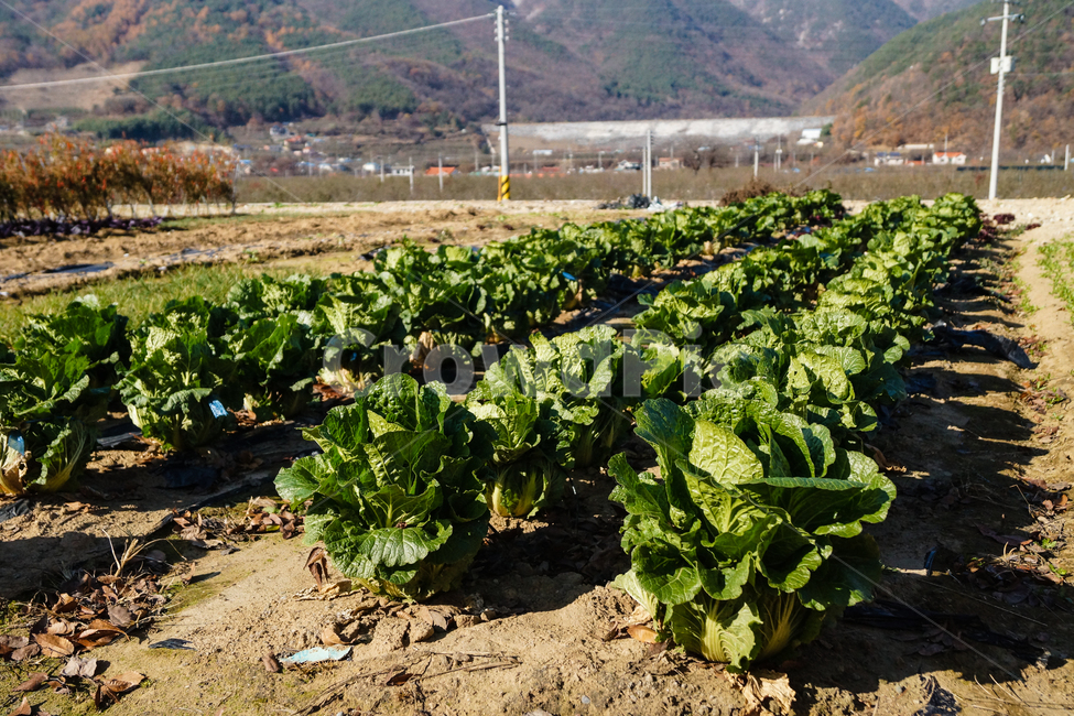 풍경,고추,배추,파,농장,산업,industry,industrial,농업,농사,agriculture,farming,farming industry