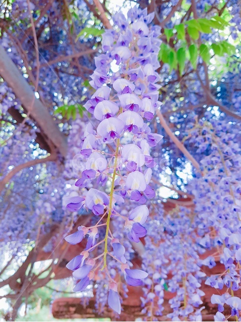꽃,봄꽃,봄,계절,식물,싱그러움,보랏빛,봄,계절,spring,season,식물,자연,plants,nature,꽃,flower,plant,blossom