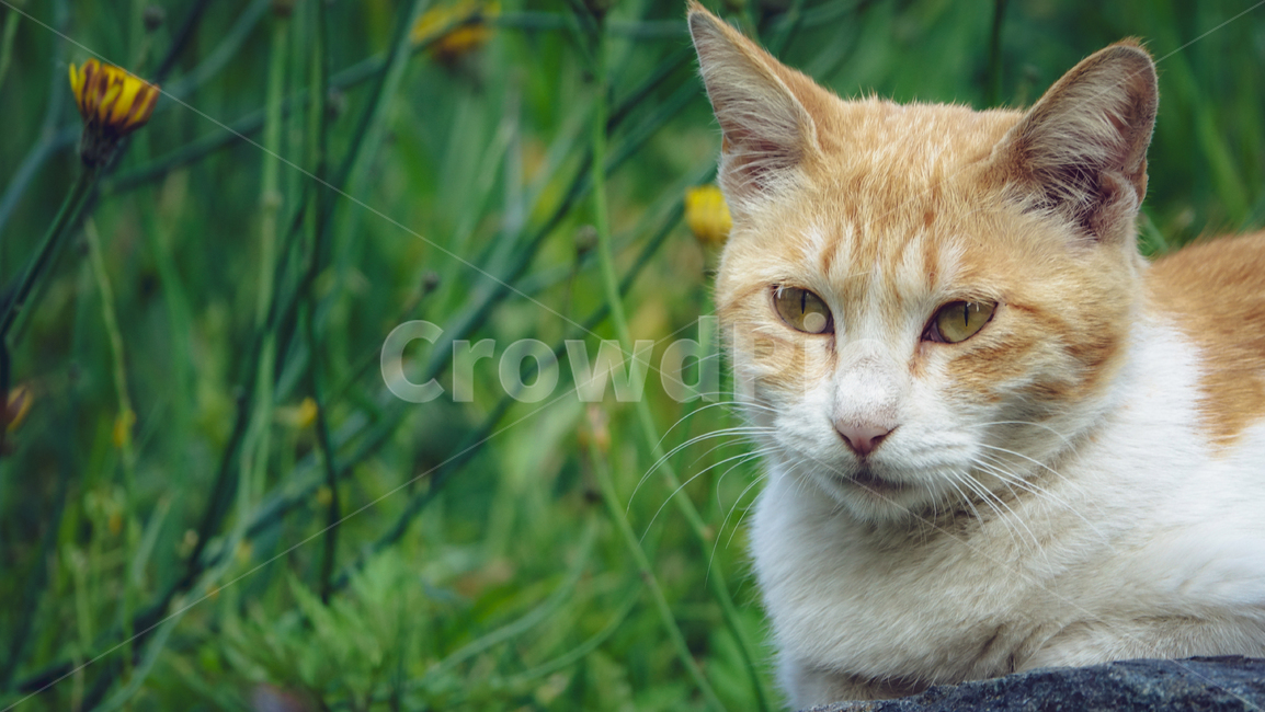 고양이,길고양이,cat,동물,animal,mammal,kitten,pet,kitty,꽃냥이,냥이,고양이,cat,kitten,kitty