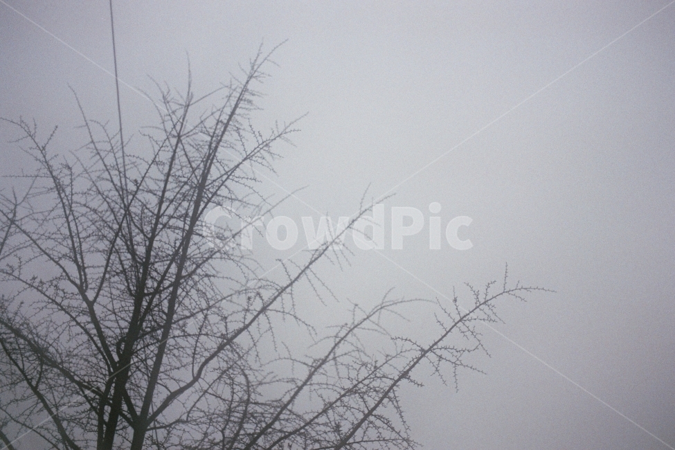 나무,흐림,흐린하늘,몽환,뾰족,fm2,필름사진,겨울,계절,winter,season,식물,자연,plants,nature,나무,trees,wood