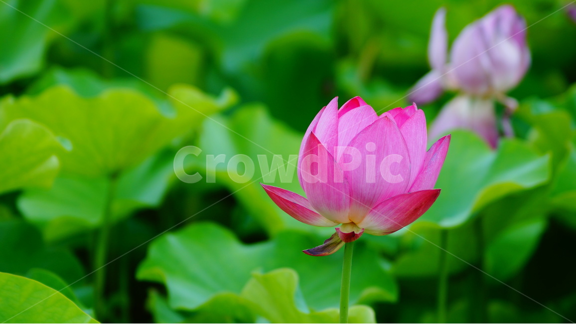연꽃,꽃,꽃사진,식물,자연,식물,자연,plants,nature,꽃,flower