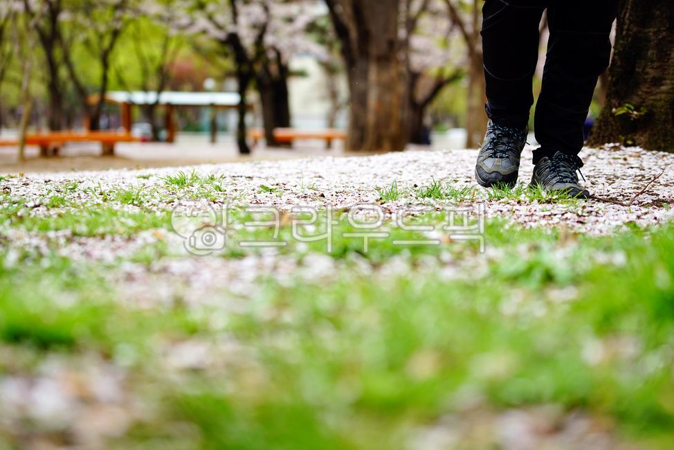 cherryblossom,stroll,tracking,spring,spring flowers,spring energy,season,spring day,Flower path,hiking shoes,spring outing,April,grass field,field,outside,person,male,activity,outing,mood,flower field,trekking,scenery,walking,grass,men,land,man,human,park