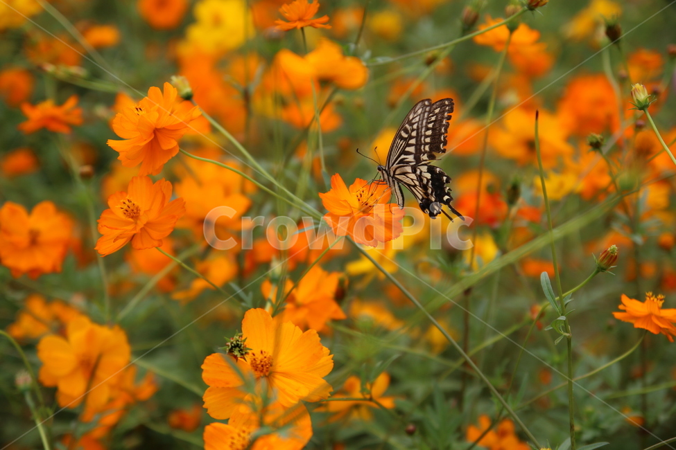 꽃,코스모스,황하코스모스,나비,가을,가을,계절,fall,autumn,season,식물,자연,plants,nature,꽃,flower,동물,animal,곤충,벌레,insect,bug