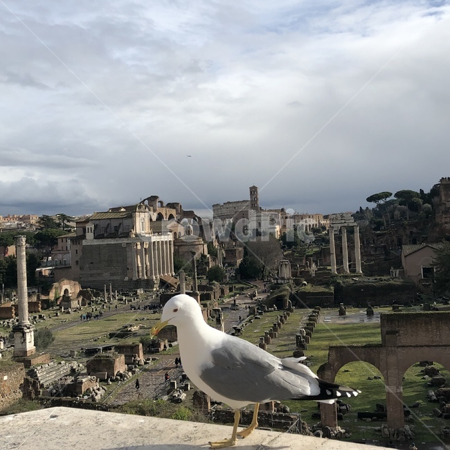 새,포로로마노,이탈리아,로마,italy,rome,bird