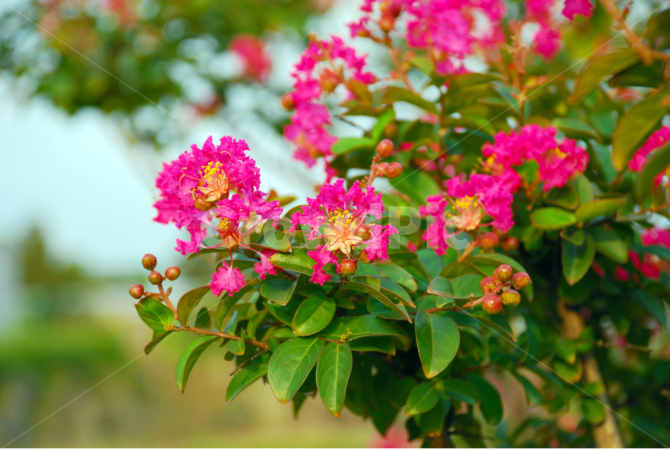 꽃,베롱나무,분홍,초록,예쁜꽃,식물,자연,plants,nature,꽃,flower