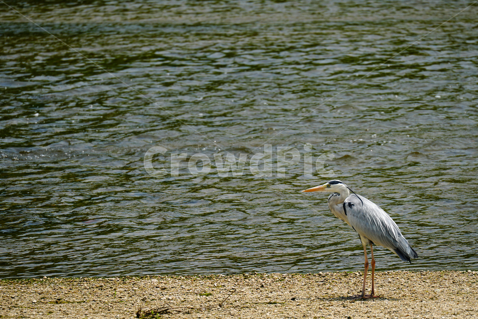 왜가리,철새,동물,조류,새,자연,duck,bird,animal,nature,풍경,landscape,중랑천,하천,강변,river,서울,seoul,여름,summer,6월,june,강가,모래사장,동물,animal,조류,새,birds