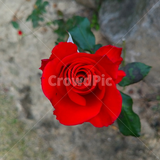 장미,꽃,레드,빨강,플라워,식물,자연,plants,nature,꽃,flower