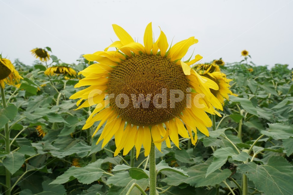 해바라기,국화과,식물,해바라기꽃,두상화,규화,항일화,sunflower,식물,자연,plants,nature,꽃,flower