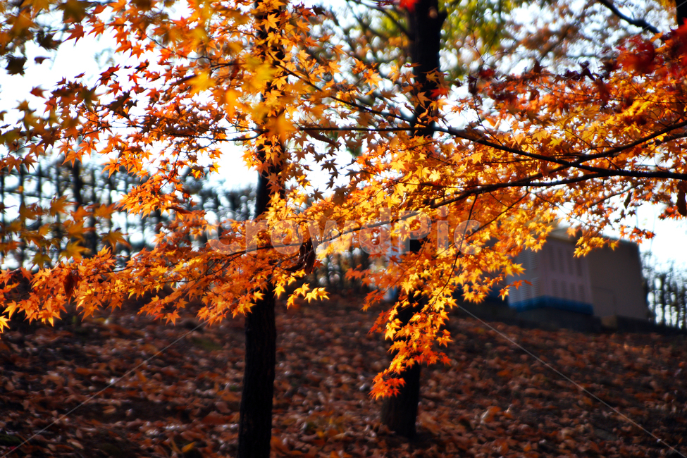단풍,가을,붉은색,공원,계절,낙엽,가을,계절,fall,autumn,season,leaf,잎,plant,식물,tree,나무,maple