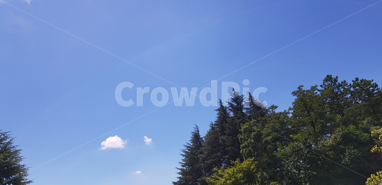 tree,나무,plant,전나무,fir,하늘,sky